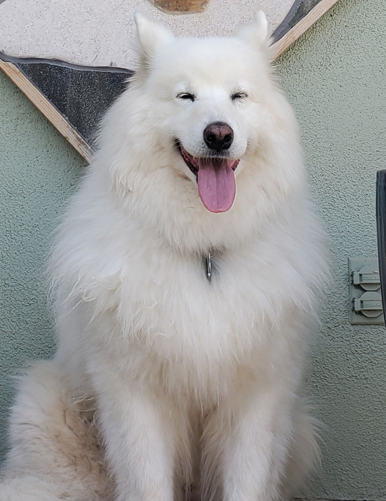samoyed Toshi